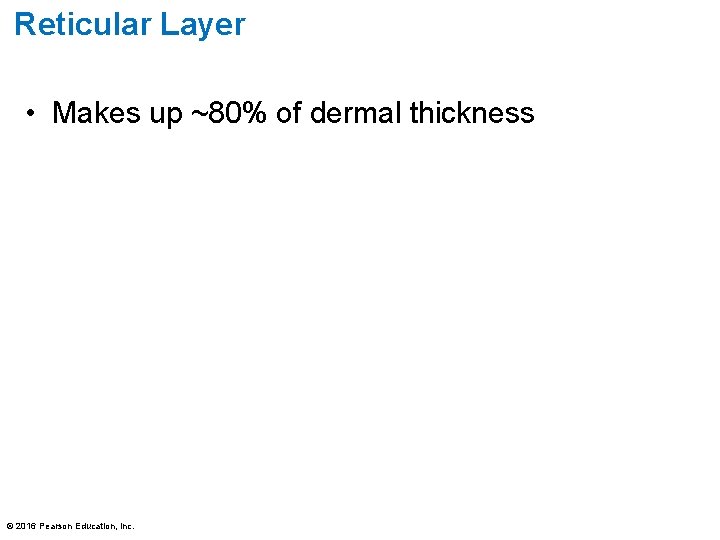 Reticular Layer • Makes up ~80% of dermal thickness © 2016 Pearson Education, Inc.