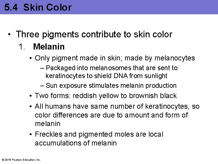 5. 4 Skin Color • Three pigments contribute to skin color 1. Melanin •