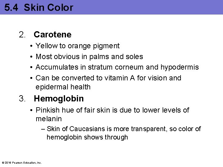 5. 4 Skin Color 2. Carotene • • Yellow to orange pigment Most obvious