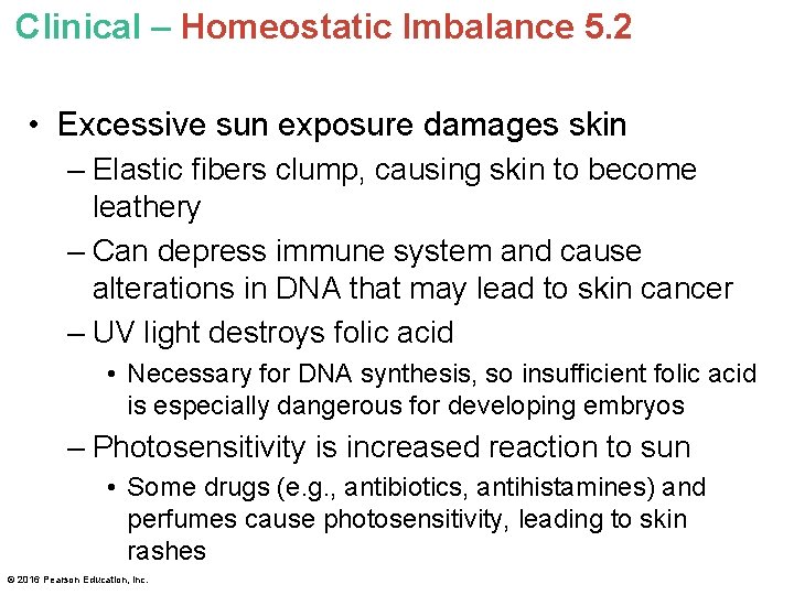 Clinical – Homeostatic Imbalance 5. 2 • Excessive sun exposure damages skin – Elastic