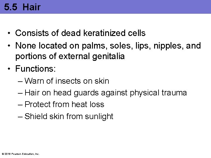 5. 5 Hair • Consists of dead keratinized cells • None located on palms,