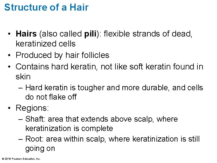 Structure of a Hair • Hairs (also called pili): flexible strands of dead, keratinized