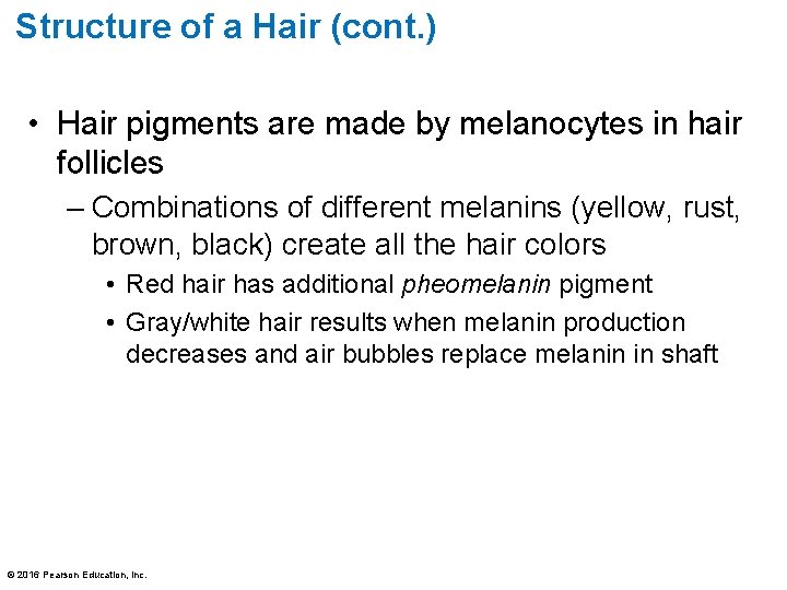Structure of a Hair (cont. ) • Hair pigments are made by melanocytes in