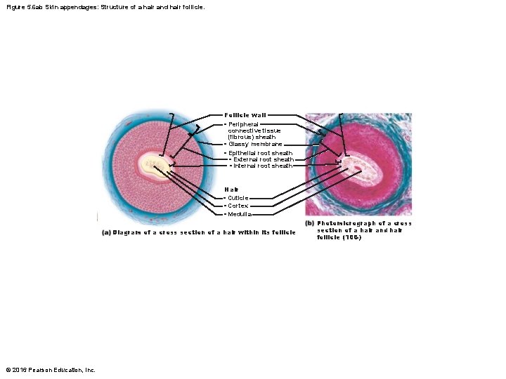 Figure 5. 6 ab Skin appendages: Structure of a hair and hair follicle. Follicle
