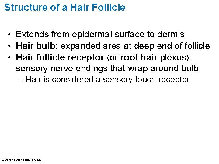 Structure of a Hair Follicle • Extends from epidermal surface to dermis • Hair