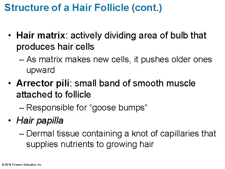 Structure of a Hair Follicle (cont. ) • Hair matrix: actively dividing area of