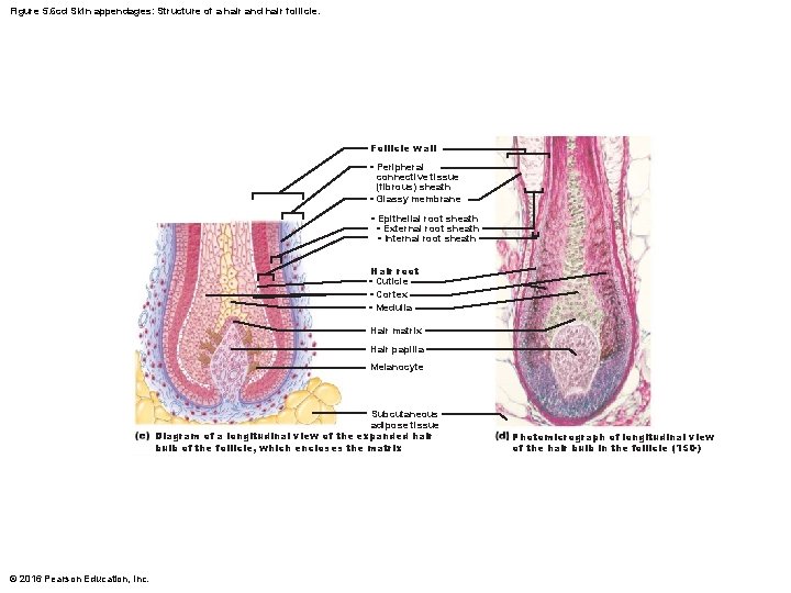 Figure 5. 6 cd Skin appendages: Structure of a hair and hair follicle. Follicle