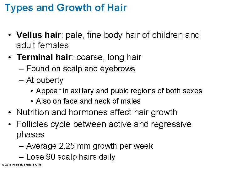 Types and Growth of Hair • Vellus hair: pale, fine body hair of children