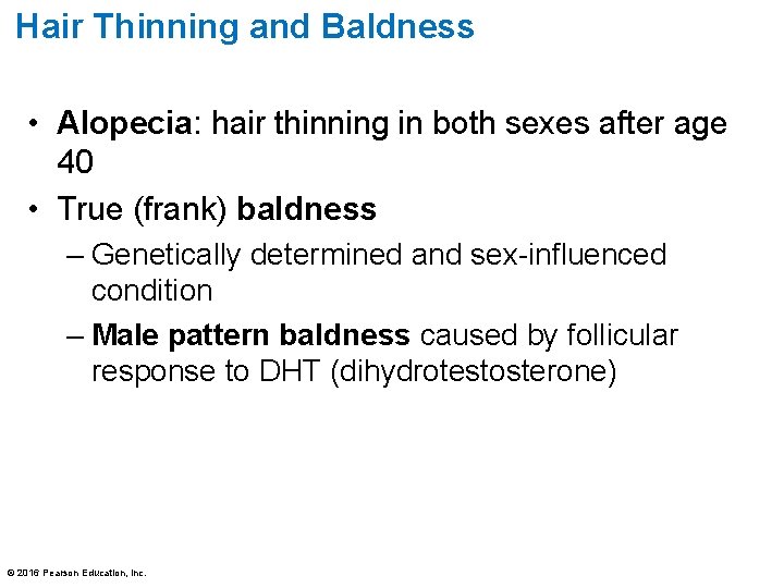 Hair Thinning and Baldness • Alopecia: hair thinning in both sexes after age 40