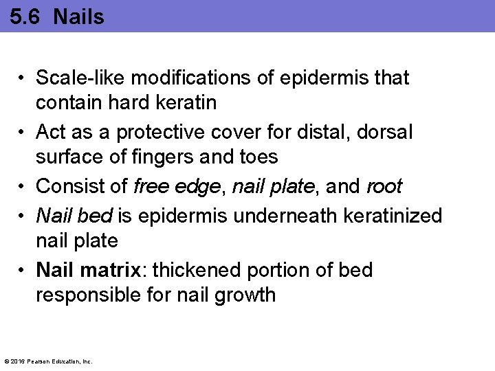 5. 6 Nails • Scale-like modifications of epidermis that contain hard keratin • Act