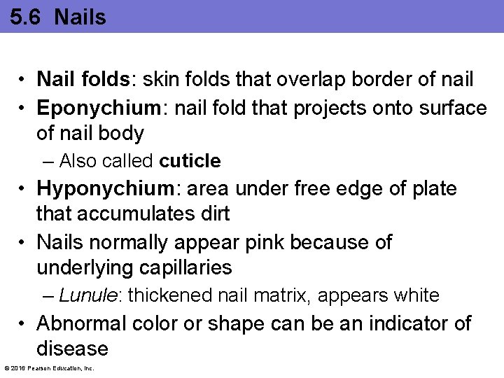 5. 6 Nails • Nail folds: skin folds that overlap border of nail •