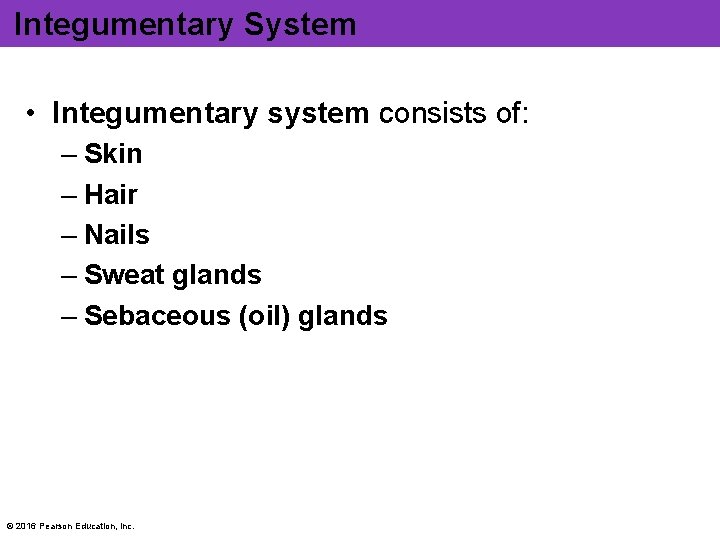 Integumentary System • Integumentary system consists of: – Skin – Hair – Nails –