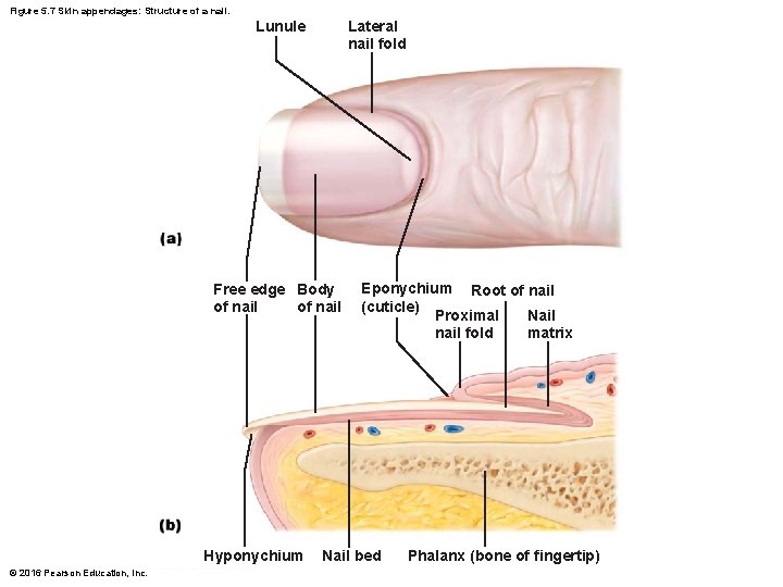 Figure 5. 7 Skin appendages: Structure of a nail. Lateral nail fold Lunule Free