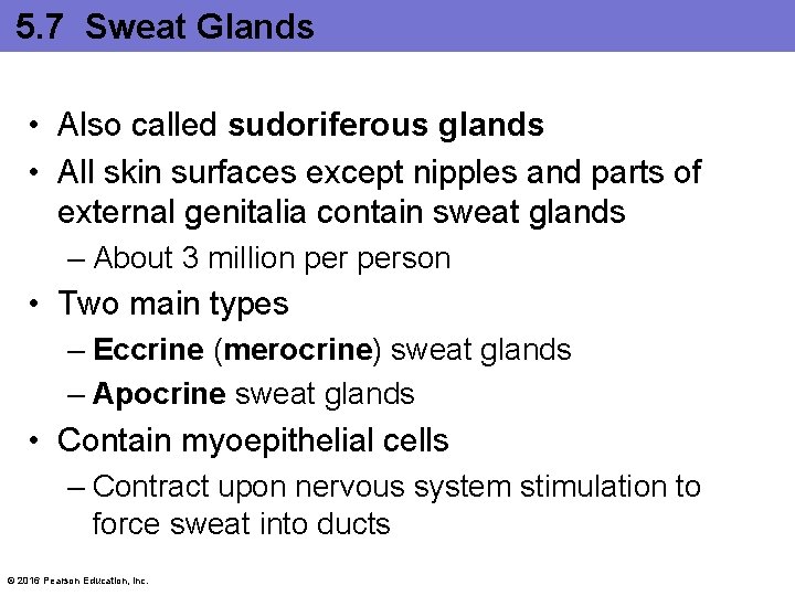 5. 7 Sweat Glands • Also called sudoriferous glands • All skin surfaces except