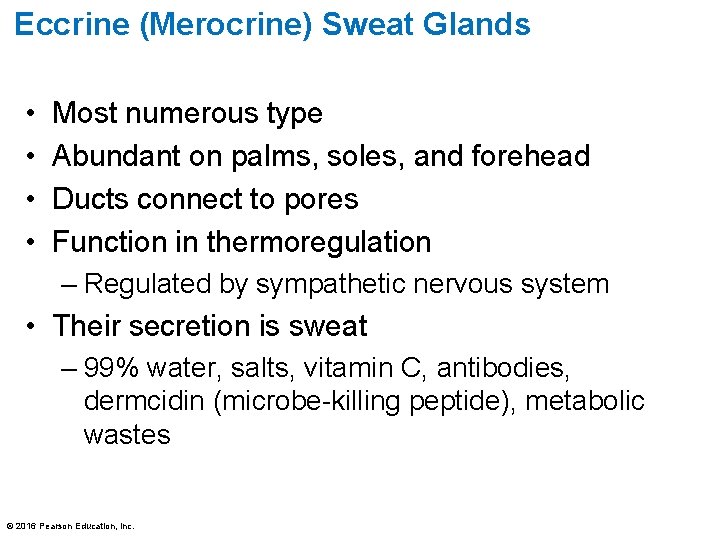 Eccrine (Merocrine) Sweat Glands • • Most numerous type Abundant on palms, soles, and