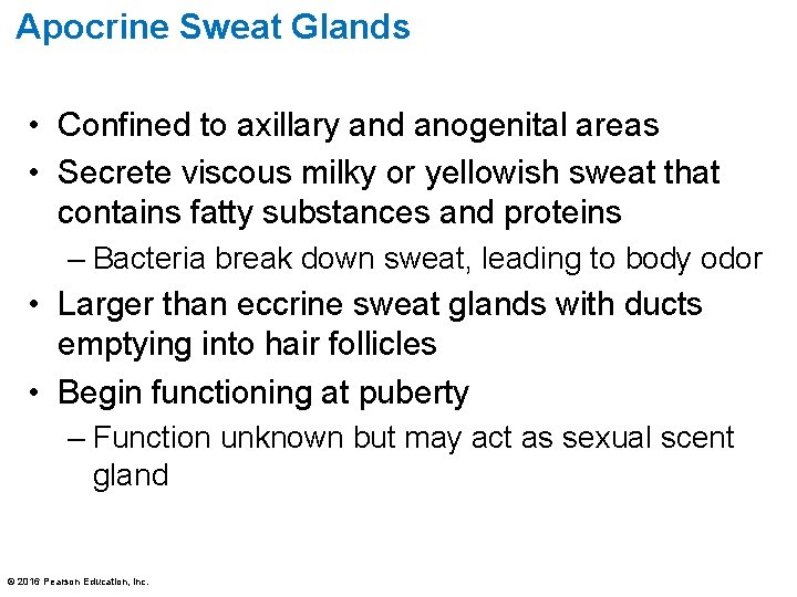 Apocrine Sweat Glands • Confined to axillary and anogenital areas • Secrete viscous milky