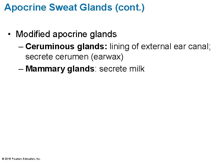 Apocrine Sweat Glands (cont. ) • Modified apocrine glands – Ceruminous glands: lining of