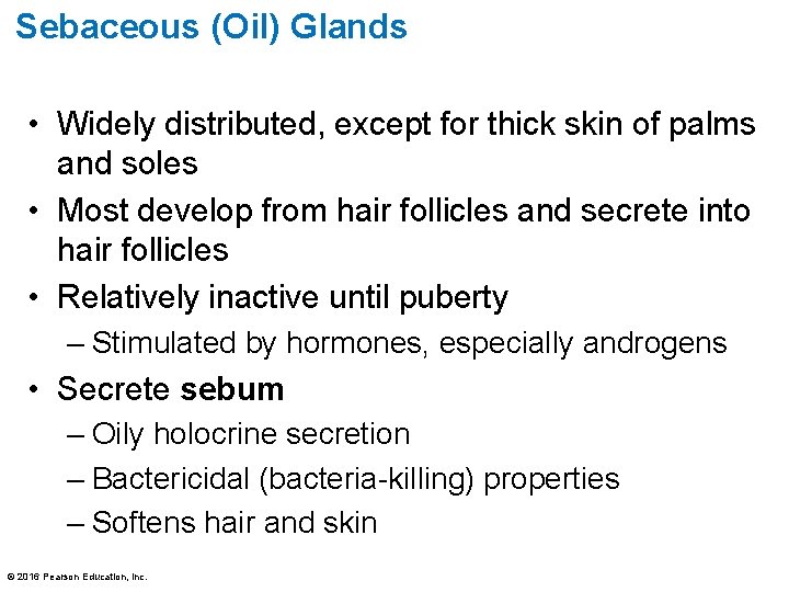 Sebaceous (Oil) Glands • Widely distributed, except for thick skin of palms and soles