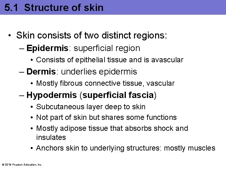 5. 1 Structure of skin • Skin consists of two distinct regions: – Epidermis: