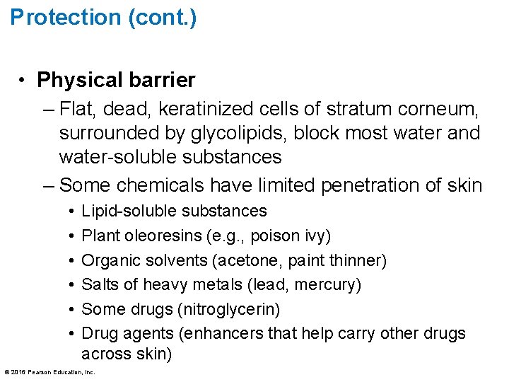 Protection (cont. ) • Physical barrier – Flat, dead, keratinized cells of stratum corneum,
