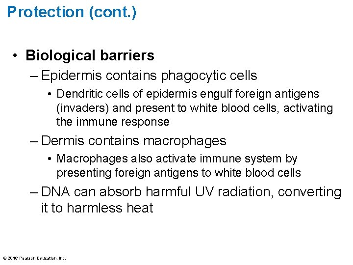 Protection (cont. ) • Biological barriers – Epidermis contains phagocytic cells • Dendritic cells