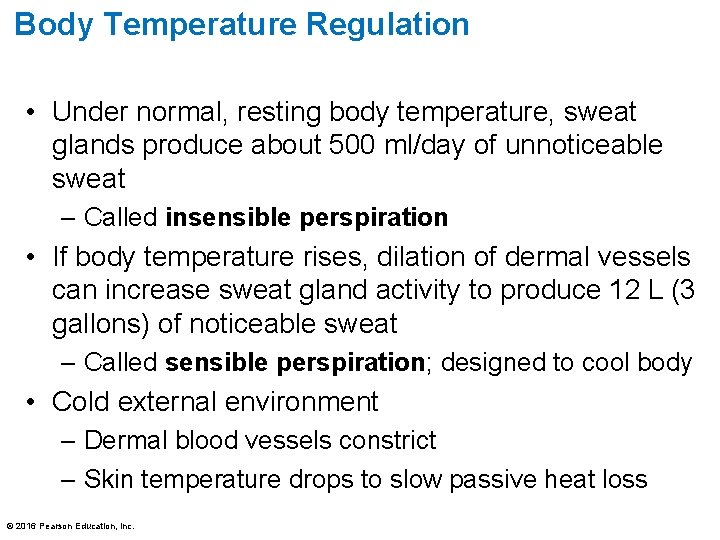 Body Temperature Regulation • Under normal, resting body temperature, sweat glands produce about 500