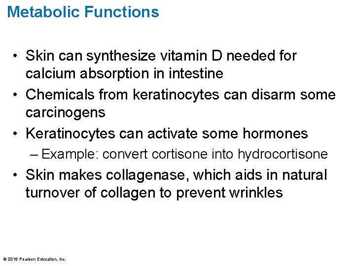 Metabolic Functions • Skin can synthesize vitamin D needed for calcium absorption in intestine