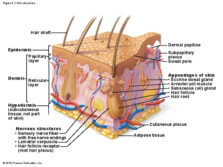 Figure 5. 1 Skin structure. Hair shaft Dermal papillae Epidermis Papillary layer Dermis Subpapillary