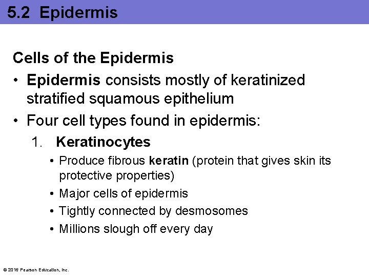 5. 2 Epidermis Cells of the Epidermis • Epidermis consists mostly of keratinized stratified