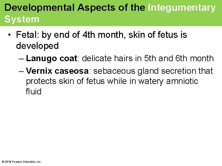 Developmental Aspects of the Integumentary System • Fetal: by end of 4 th month,