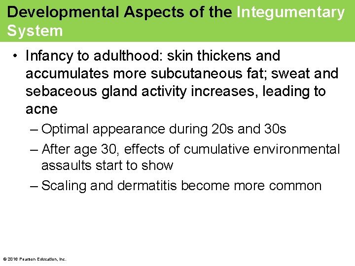 Developmental Aspects of the Integumentary System • Infancy to adulthood: skin thickens and accumulates