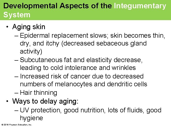 Developmental Aspects of the Integumentary System • Aging skin – Epidermal replacement slows; skin