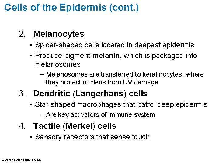 Cells of the Epidermis (cont. ) 2. Melanocytes • Spider-shaped cells located in deepest