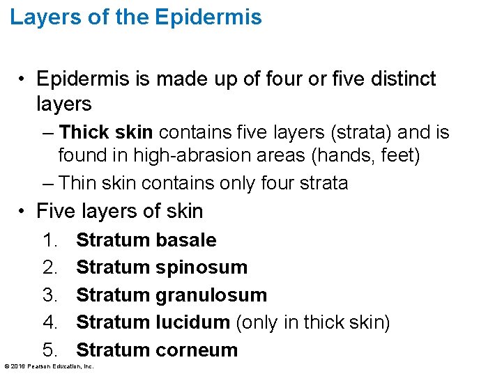 Layers of the Epidermis • Epidermis is made up of four or five distinct