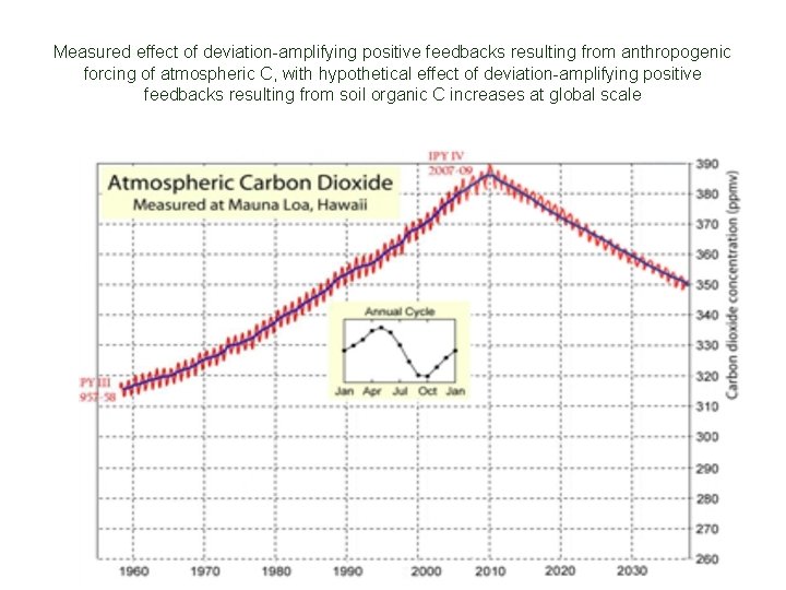 Measured effect of deviation-amplifying positive feedbacks resulting from anthropogenic forcing of atmospheric C, with