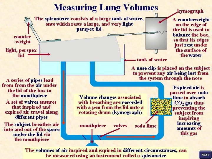 Measuring Lung Volumes The spirometer consists of a large tank of water, onto which