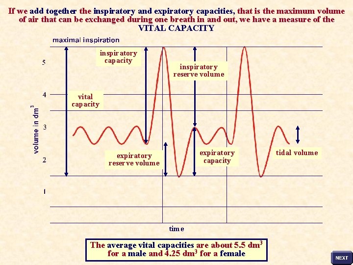 If we add together the inspiratory and expiratory capacities, that is the maximum volume