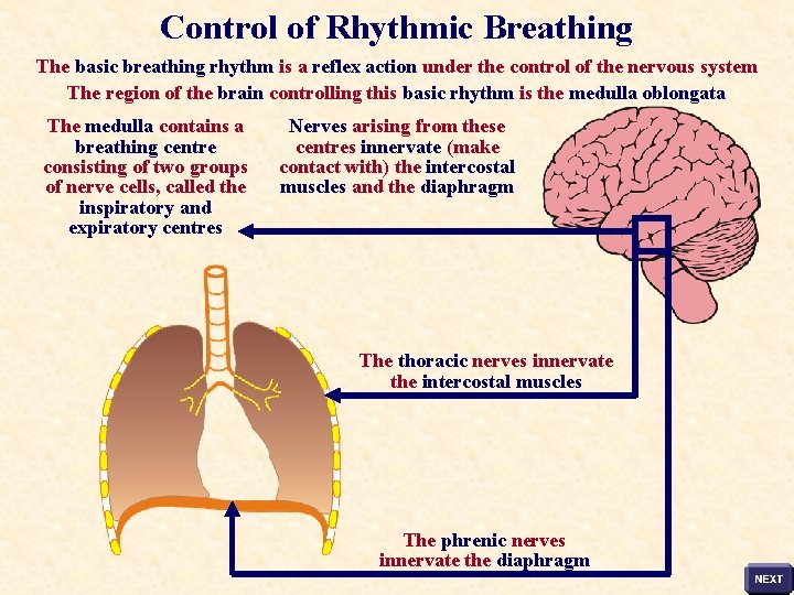 Control of Rhythmic Breathing The basic breathing rhythm is a reflex action under the