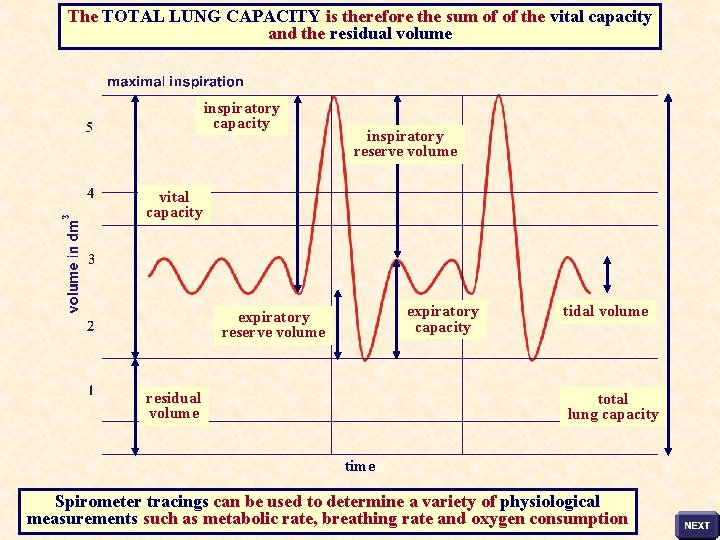 The TOTAL LUNG CAPACITY is therefore the sum of of the vital capacity and