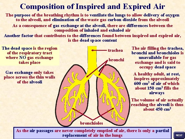 Composition of Inspired and Expired Air The purpose of the breathing rhythm is to
