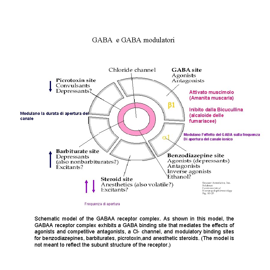  GABA e GABA modulatori b 1 Modulano la durata di apertura del canale