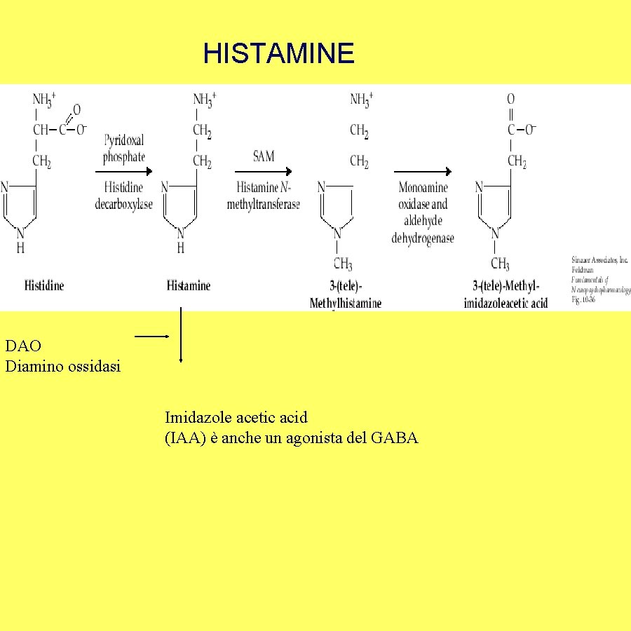 HISTAMINE DAO Diamino ossidasi Imidazole acetic acid (IAA) è anche un agonista del GABA