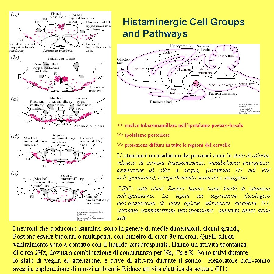 Histaminergic Cell Groups and Pathways >> nucleo tuberomamillare nell’ipotalamo postero-basale >> ipotalamo posteriore >>