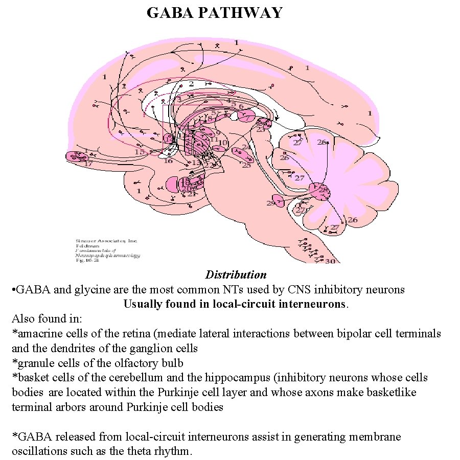 GABA PATHWAY Distribution • GABA and glycine are the most common NTs used by