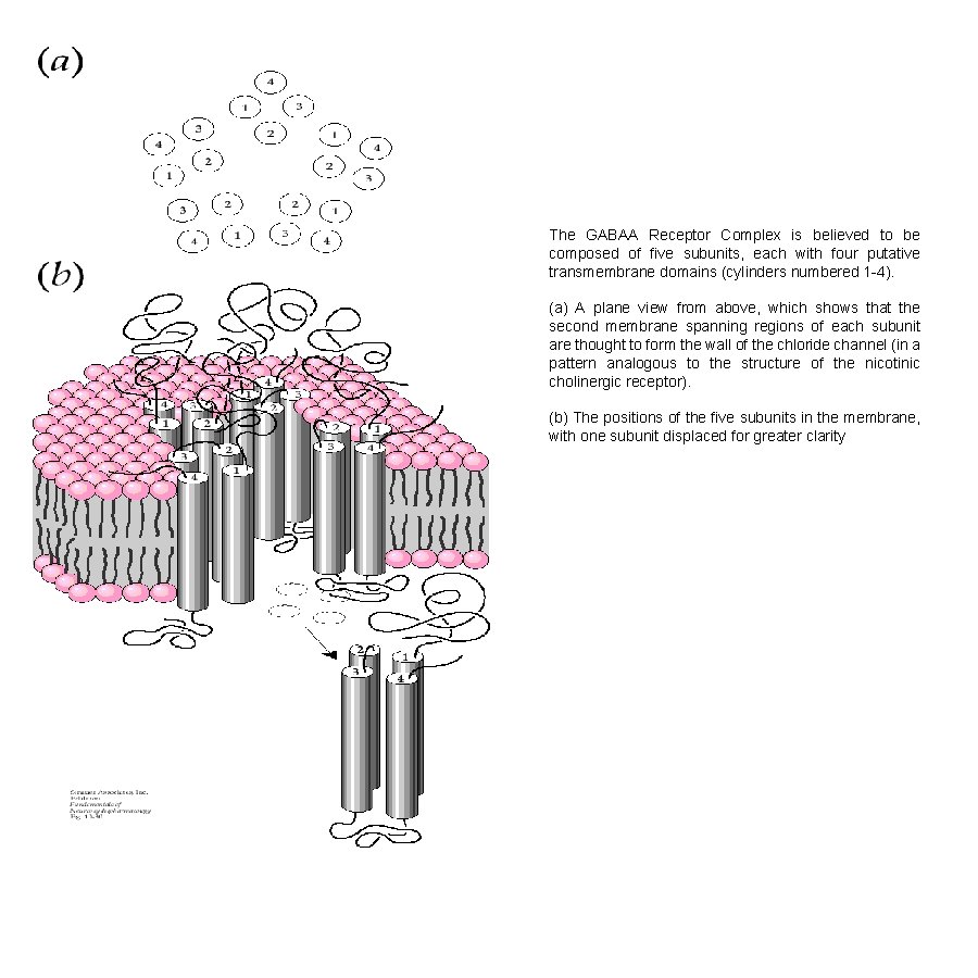 The GABAA Receptor Complex is believed to be composed of five subunits, each with