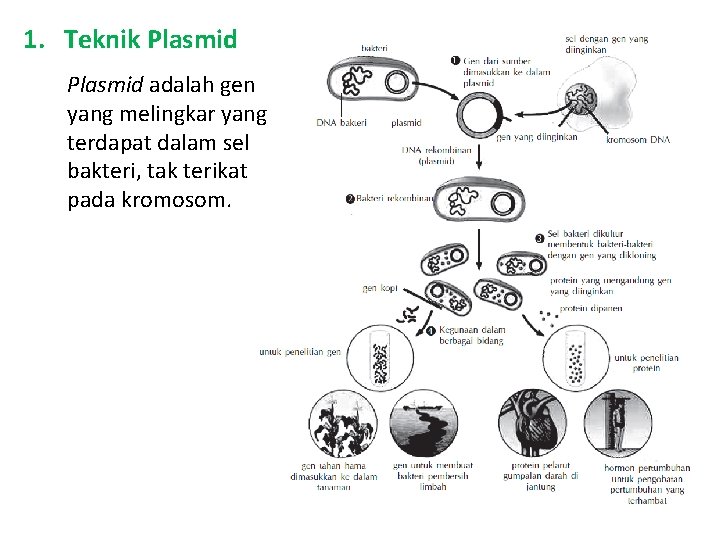 1. Teknik Plasmid adalah gen yang melingkar yang terdapat dalam sel bakteri, tak terikat