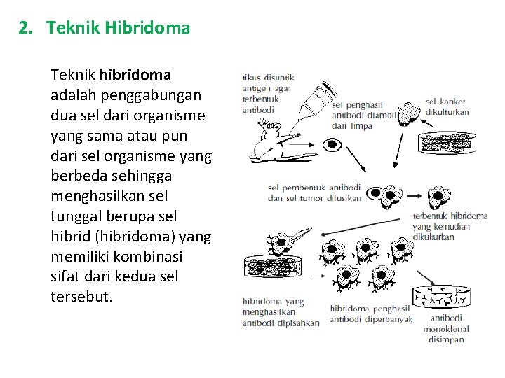 2. Teknik Hibridoma Teknik hibridoma adalah penggabungan dua sel dari organisme yang sama atau