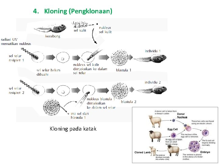 4. Kloning (Pengklonaan) Kloning pada katak 