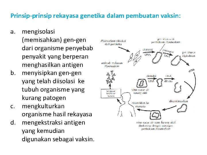 Prinsip-prinsip rekayasa genetika dalam pembuatan vaksin: a. mengisolasi (memisahkan) gen-gen dari organisme penyebab penyakit