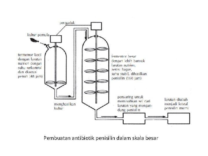 Pembuatan antibiotik penisilin dalam skala besar 